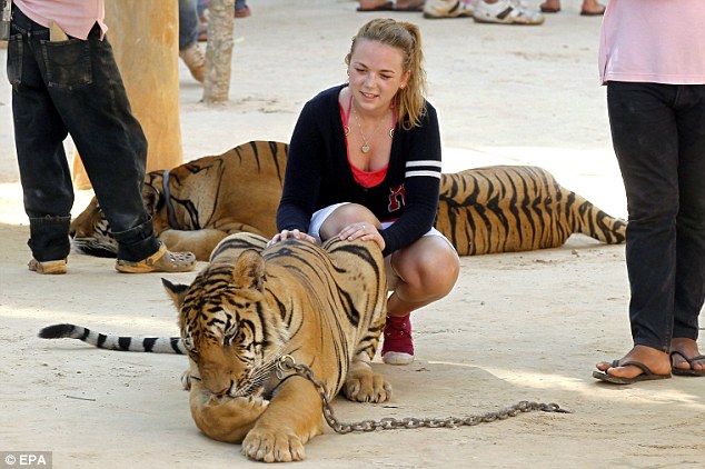 a-brave-tourist-poses-for-souvenir-photographs-at-tiger-temple