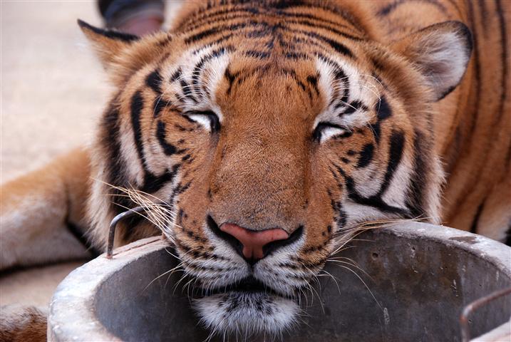 tiger-temple-5