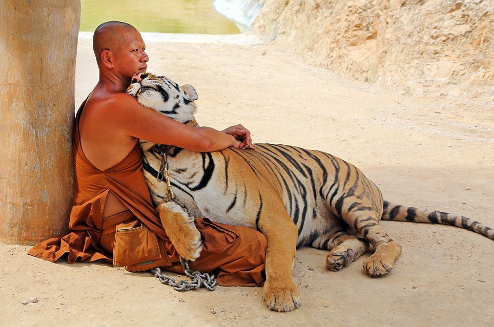 tiger-temple