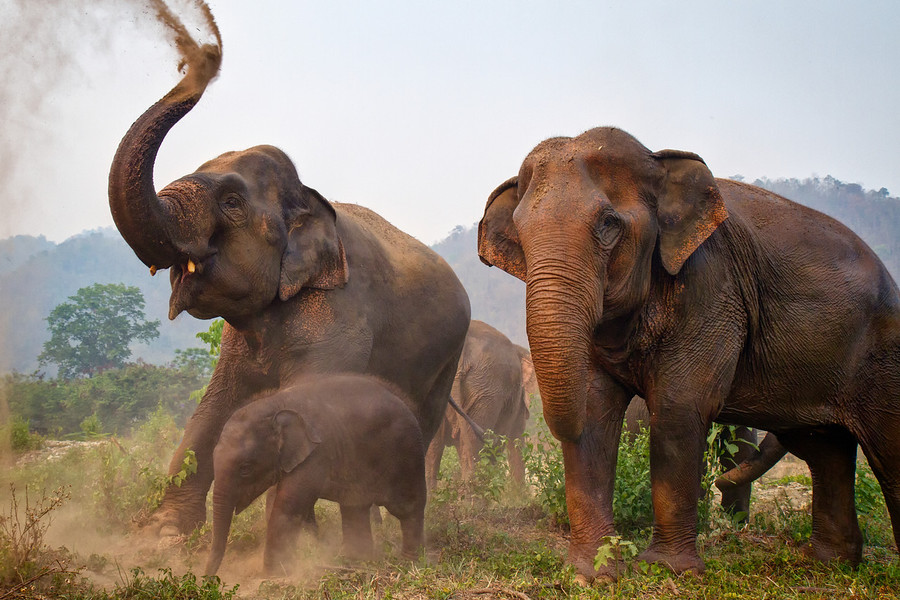 Tourists in Thailand don't know they’re riding killer elephants | Terra