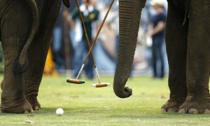 Elephant polo tournament gets underway in Thailand | Terra Thailand